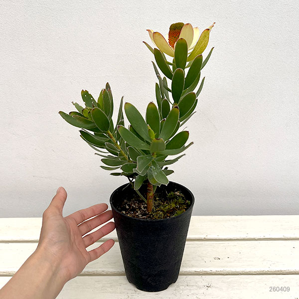 リューカデンドロン:サマーサン 4号鉢植え