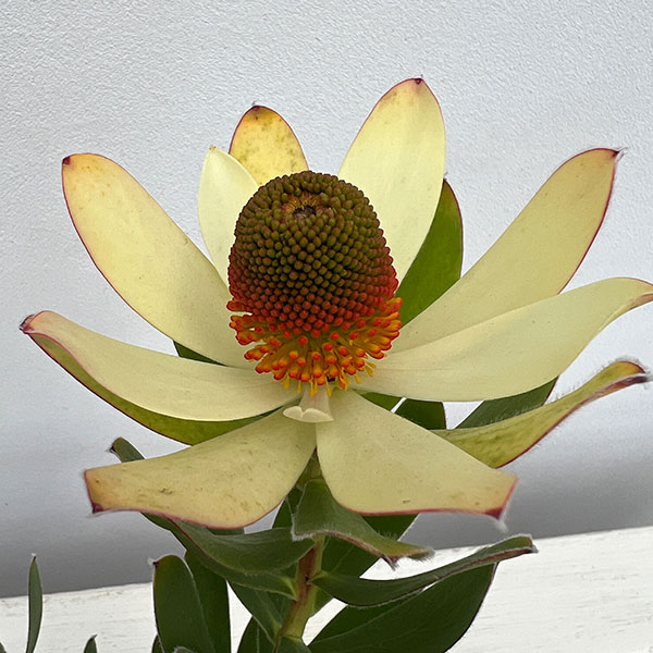 リューカデンドロン:サマーサン 4号鉢植え