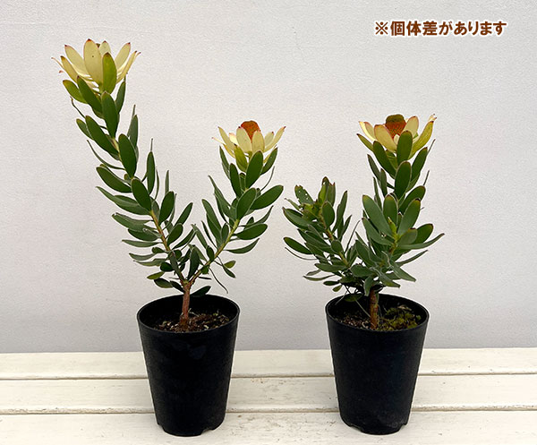 園芸ネット本店｜リューカデンドロン：サマーサン 4号鉢植え の通販