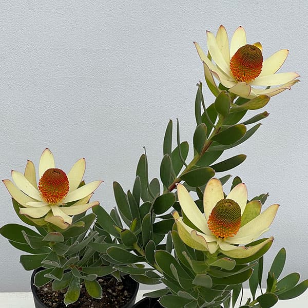 園芸ネット本店｜リューカデンドロン：サマーサン 4号鉢植え の通販