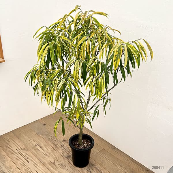 ショウナンゴムノキ:バリエガータ 8号鉢植え26-01