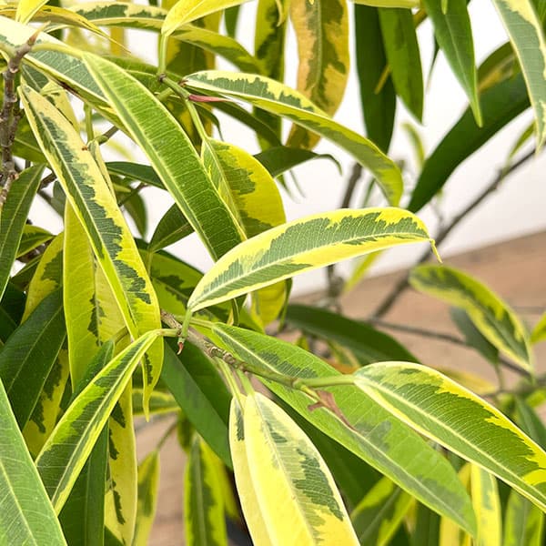 ショウナンゴムノキ:バリエガータ 8号鉢植え26-01