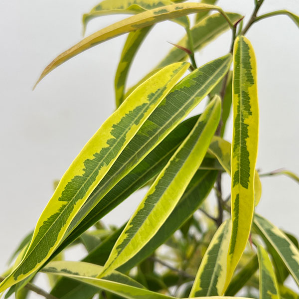 ショウナンゴムノキ:バリエガータ 8号鉢植え26-01