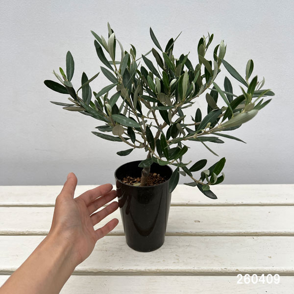 オリーブ：創樹さんのオリーブ　チプレシーノ　3号鉢植え