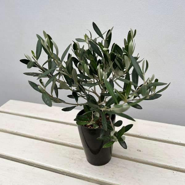 オリーブ：創樹さんのオリーブ　チプレシーノ　3号鉢植え