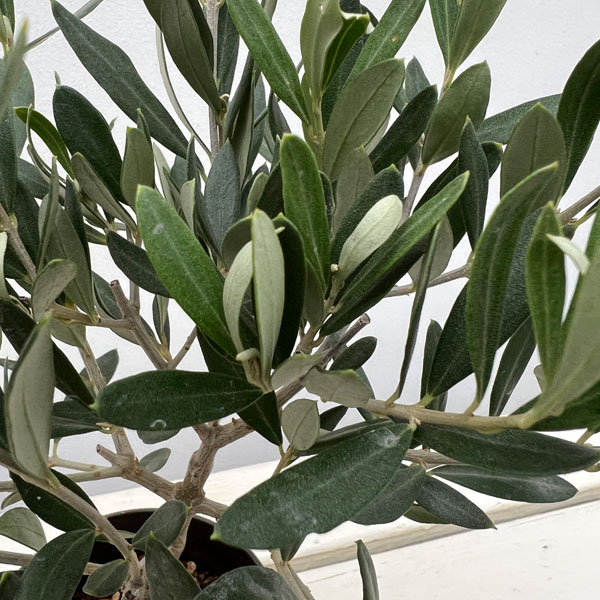 オリーブ：創樹さんのオリーブ　チプレシーノ　3号鉢植え