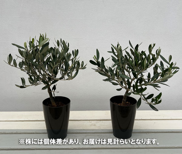 オリーブ：創樹さんのオリーブ　チプレシーノ　3号鉢植え