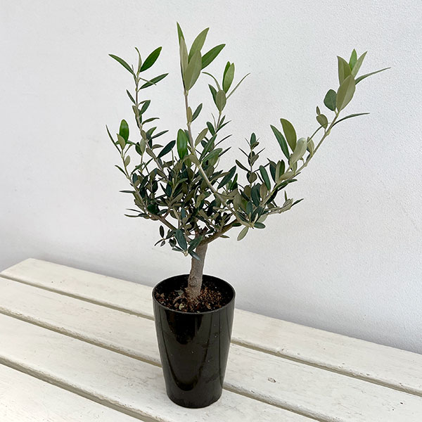オリーブ:創樹さんのオリーブ マンザニロ 3号鉢植え