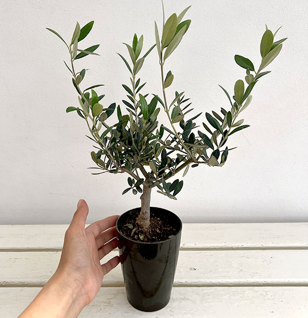 オリーブ:創樹さんのオリーブ マンザニロ 3号鉢植え