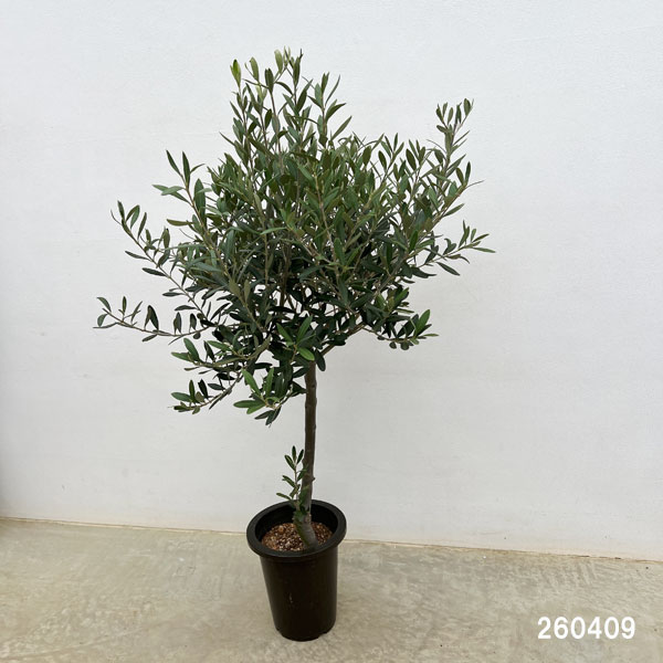 オリーブ：創樹さんのオリーブ　チプレシーノ　6号鉢植え