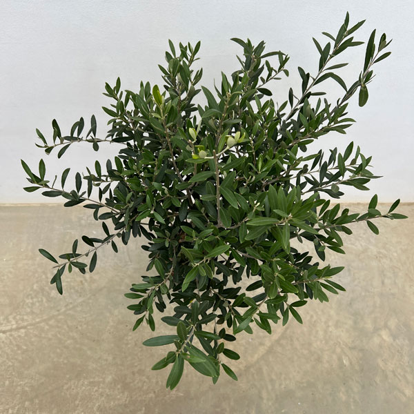 オリーブ：創樹さんのオリーブ　チプレシーノ　6号鉢植え