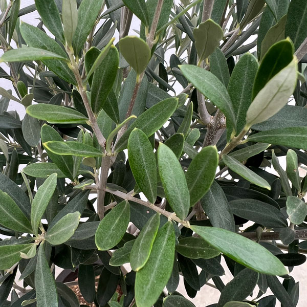 オリーブ：創樹さんのオリーブ　チプレシーノ　6号鉢植え