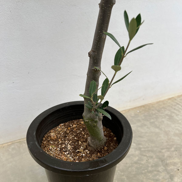 オリーブ：創樹さんのオリーブ　チプレシーノ　6号鉢植え