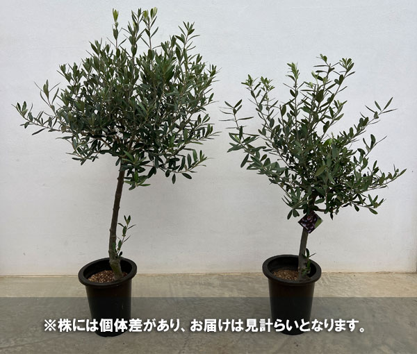 オリーブ：創樹さんのオリーブ　チプレシーノ　6号鉢植え