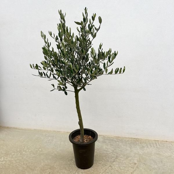 オリーブ：創樹さんのオリーブ　ルッカ　6号鉢植え