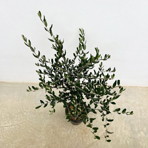 オリーブ：創樹さんのオリーブ　ルッカ　6号鉢植え