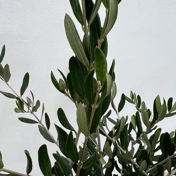 オリーブ：創樹さんのオリーブ　ルッカ　6号鉢植え