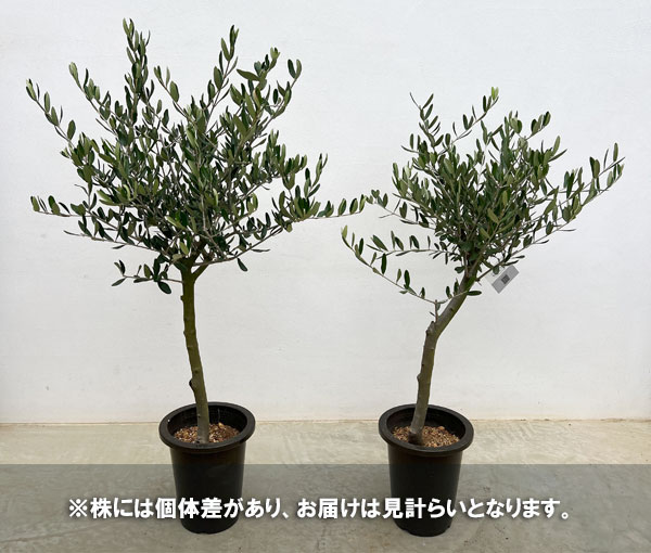 オリーブ：創樹さんのオリーブ　ルッカ　6号鉢植え