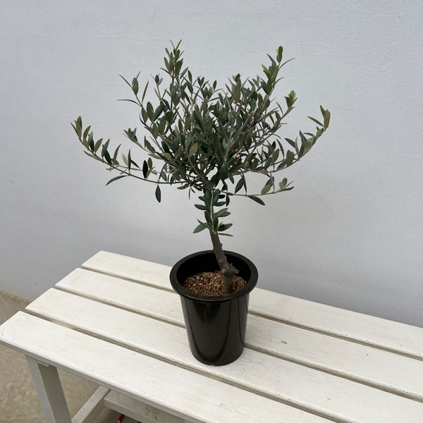 オリーブ：創樹さんのオリーブ　セントキャサリン　5号鉢植え