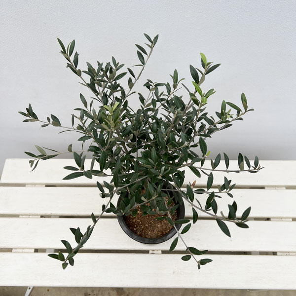 オリーブ：創樹さんのオリーブ　セントキャサリン　5号鉢植え