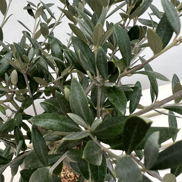 オリーブ：創樹さんのオリーブ　セントキャサリン　5号鉢植え