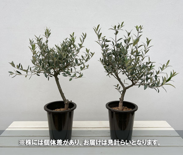 オリーブ：創樹さんのオリーブ　セントキャサリン　5号鉢植え