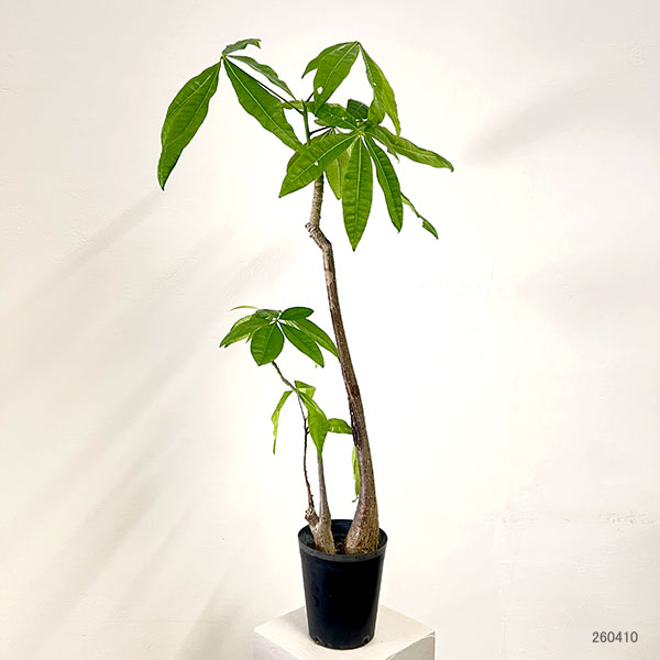 パキラ：グラブラ （実生株・2本植え）　6号鉢植え
