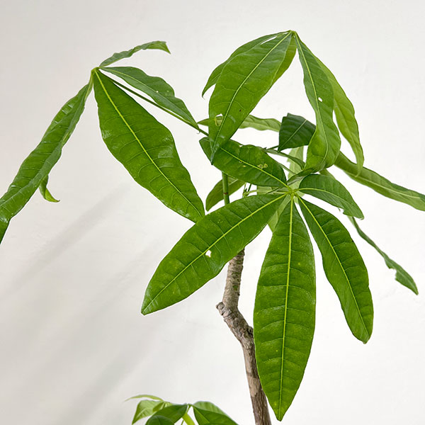 パキラ：グラブラ （実生株・2本植え）　6号鉢植え