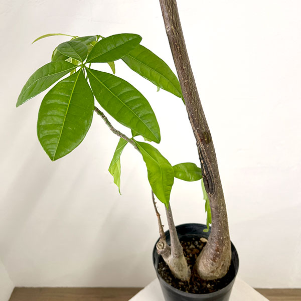 パキラ：グラブラ （実生株・2本植え）　6号鉢植え