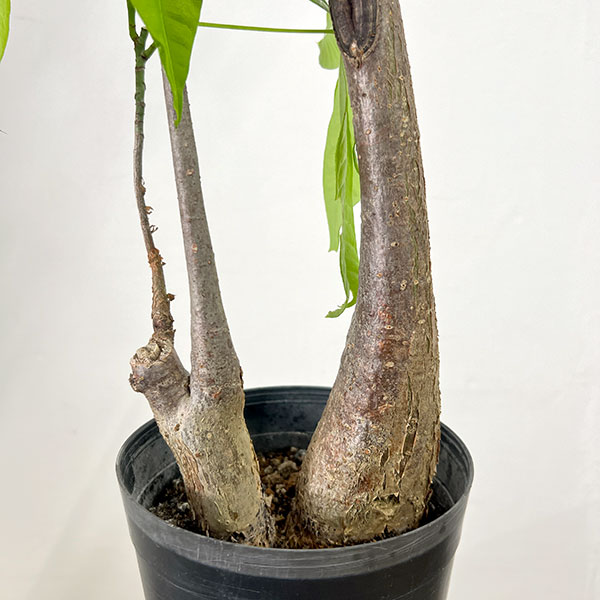 パキラ：グラブラ （実生株・2本植え）　6号鉢植え