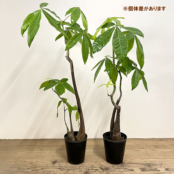 パキラ：グラブラ （実生株・2本植え）　6号鉢植え