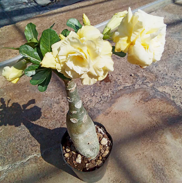 アデニウム:天空のバラ(八重咲き)ゴールドミリオネア 4号ポット