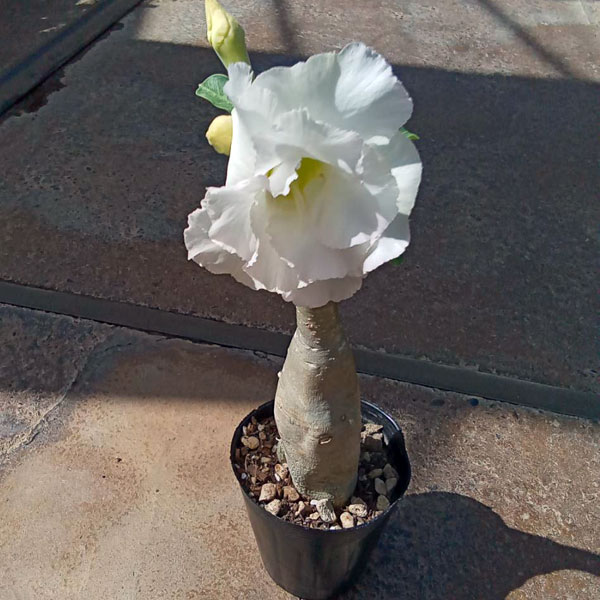 アデニウム:天空のバラ(八重咲き)ホワイトカウンティングマニー 4号ポット