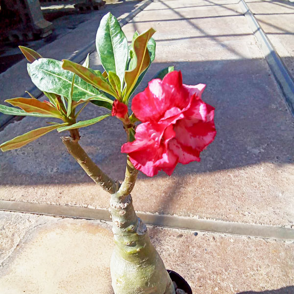 アデニウム:天空のバラ(八重咲き)ラックチャイライ 4号ポット