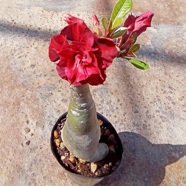 アデニウム:天空のバラ(八重咲き)ムアン・サップ・カオエン2 4号ポット