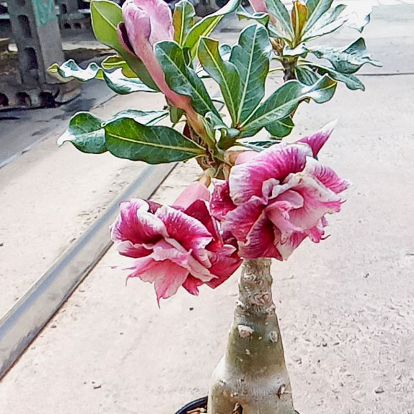 アデニウム：天空のバラ（八重咲き）レッドアンドマネー　4号ポット