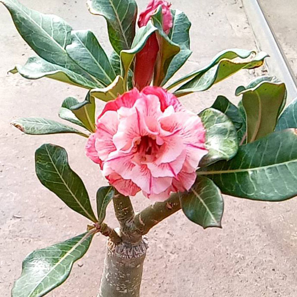 アデニウム:天空のバラ(八重咲き)マイローズ 4号ポット