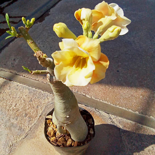 アデニウム:天空のバラ(八重咲き)カラメル 4号ポット