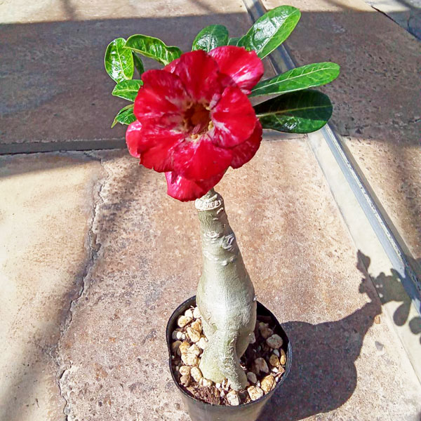 アデニウム:天空のバラ(八重咲き)ハニーレッド 4号ポット