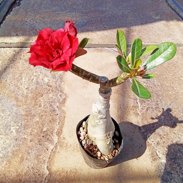 アデニウム：天空のバラ（八重咲き）チャイルドオブザサン　4号ポット