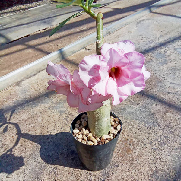 アデニウム:天空のバラ(八重咲き)ミゲル 4号ポット