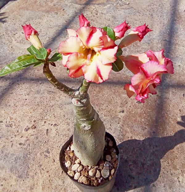 アデニウム:天空のバラ(八重咲き)オレンジデポジット 4号ポット