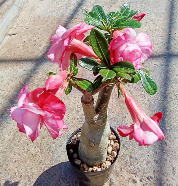 アデニウム:天空のバラ(八重咲き)ピンクシリ 4号ポット