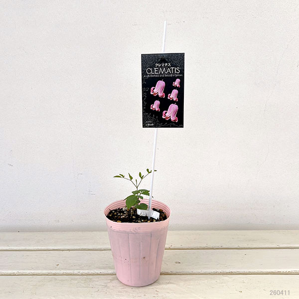 クレマチス：ソネット4号ポット（ヴィオルナ系）