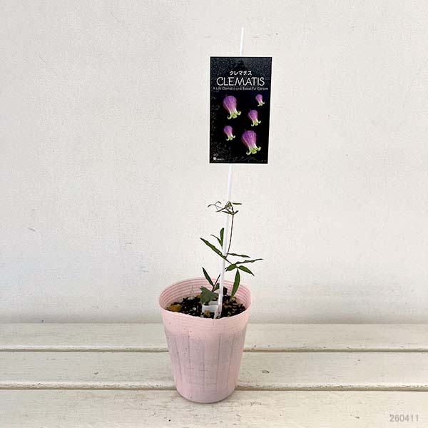 クレマチス：あおい（葵）4号ロングポット（ヴィオルナ系）
