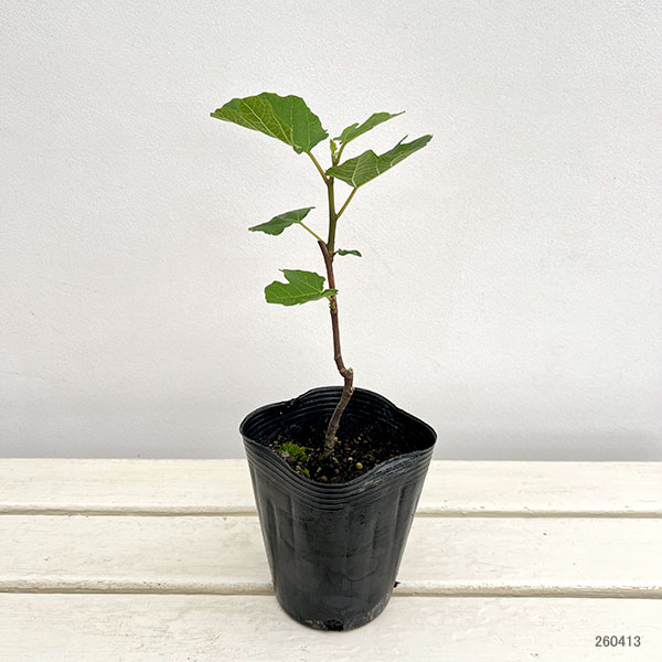 イチジク：セントジーン4号ポット