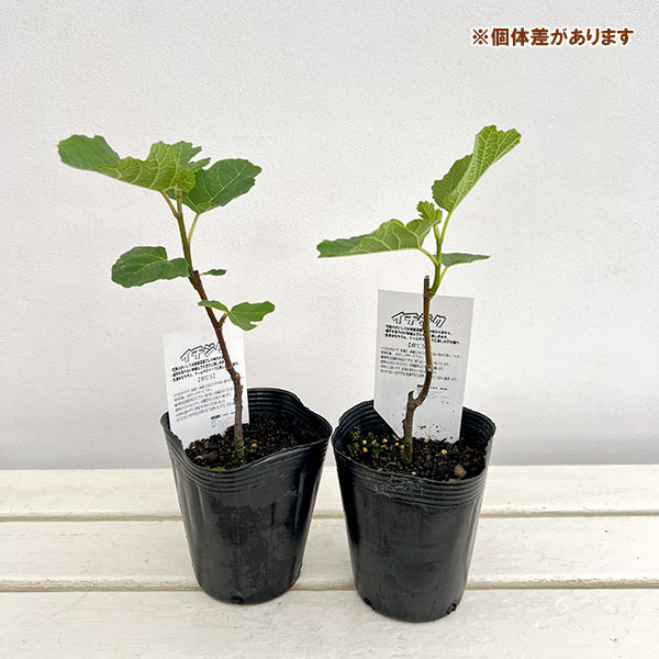 イチジク：セントジーン4号ポット