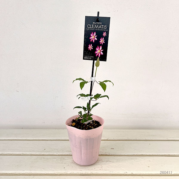 クレマチス：ホシノタンゴ（星のタンゴ）4号ポット（パテンス系）