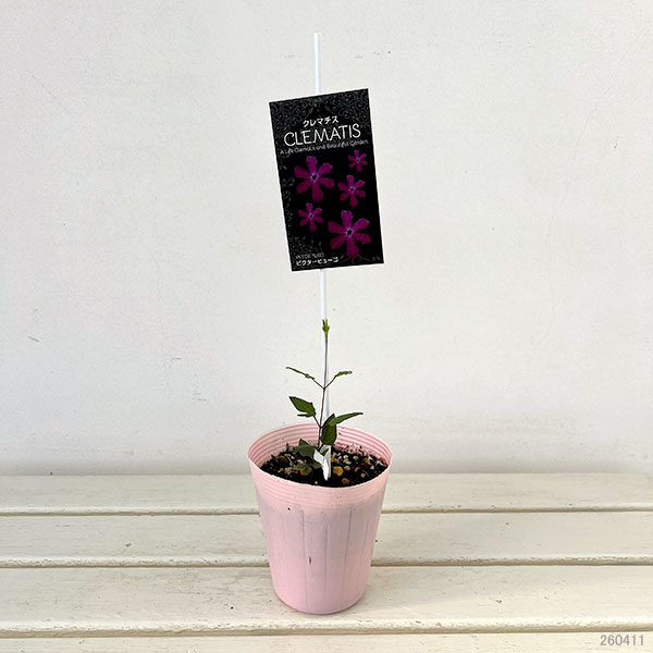 クレマチス：ビクターヒューゴ4号ポット（インテグリフォリア系）