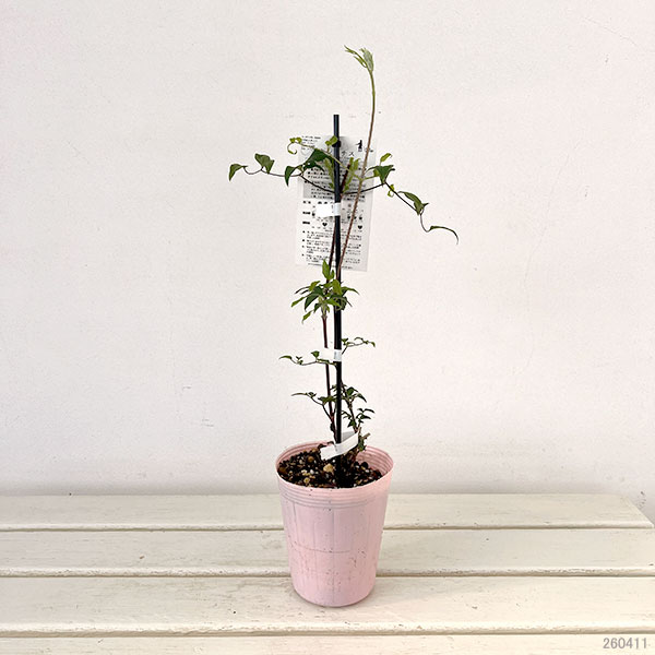 クレマチス：コンテスドブショウ4号ポット(ジャックマニー系)